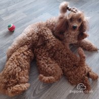 Miniature Poodle - Both