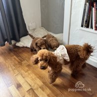 Miniature Poodle - Dogs