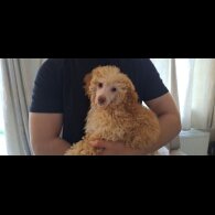 Miniature Poodle - Both