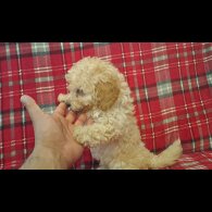 Miniature Poodle - Both