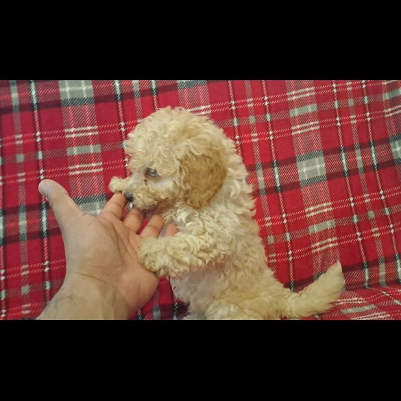 Miniature Poodle - Both