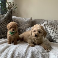 Miniature Poodle - Dogs