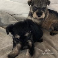 Miniature Schnauzer - Bitches