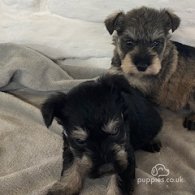 Miniature Schnauzer - Bitches