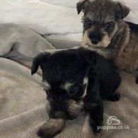 Miniature Schnauzer - Bitches