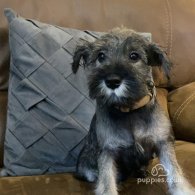 Miniature Schnauzer - Both