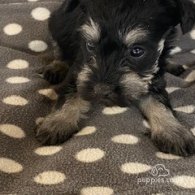 Miniature Schnauzer - Bitches