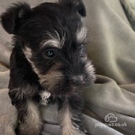 Miniature Schnauzer - Bitches