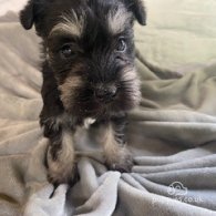 Miniature Schnauzer - Bitches