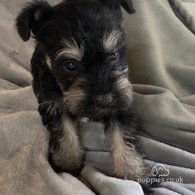 Miniature Schnauzer - Bitches