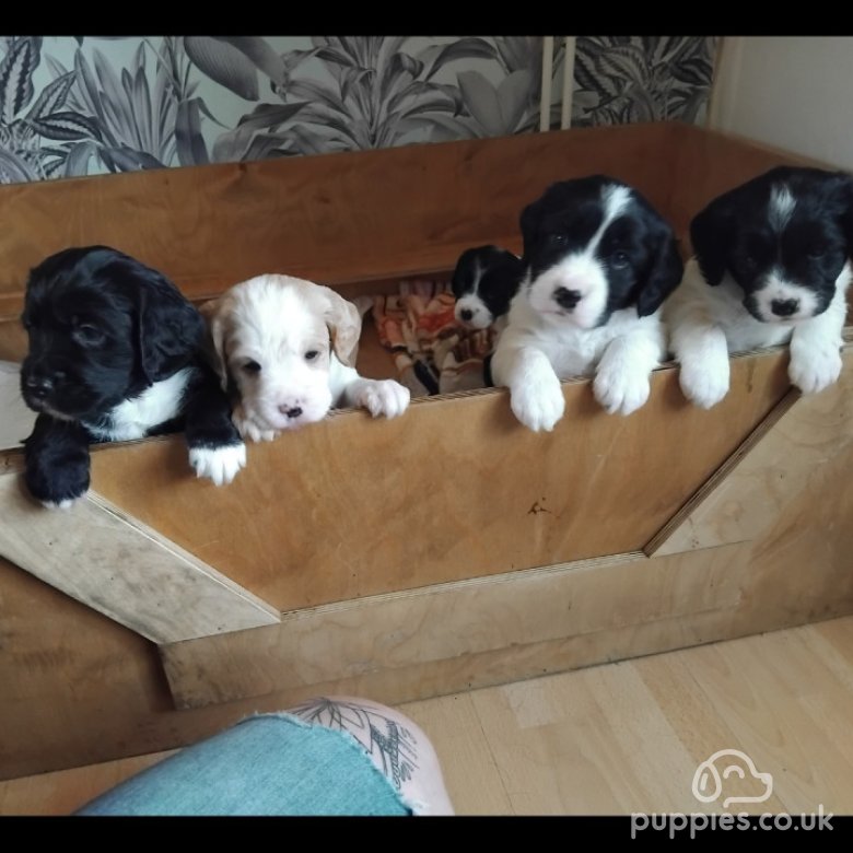 Mixed Breed | Sale | Sudbury, Suffolk - Beautiful Bocker puppies