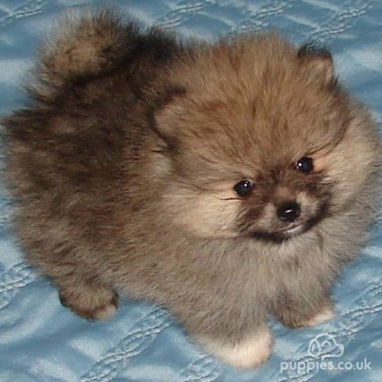 Pomeranian - Both