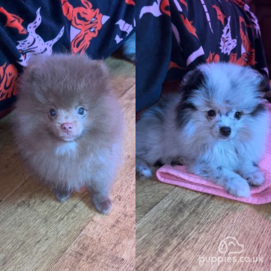 Kc registered pomeranian puppies for sale best sale