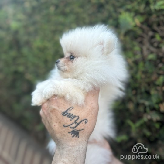 Micro teddy bear pomeranian puppies for sale best sale