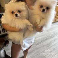 Pomeranian - Dogs