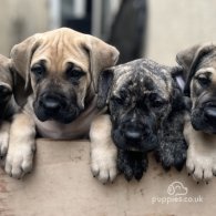 Presa Canario - Both