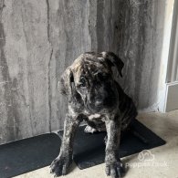 Presa Canario - Both