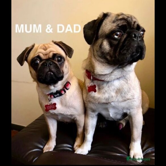 Pug - Both