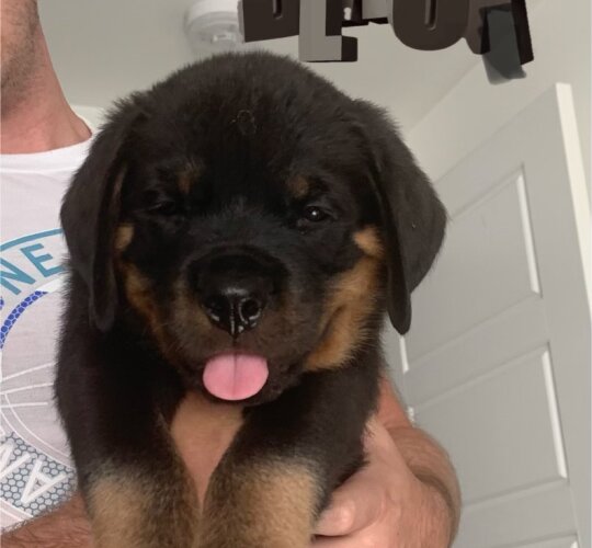 Rottweiler