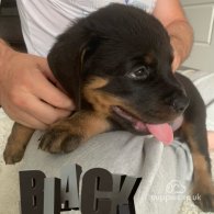 Rottweiler - Both