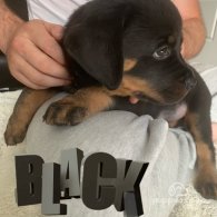 Rottweiler - Both