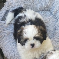 Shih Tzu - Dogs