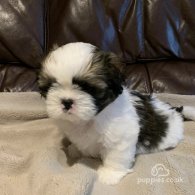 Shih Tzu - Dogs