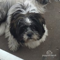 Shih Tzu - Dogs