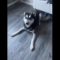 Siberian Husky - Bitches