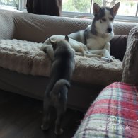 Siberian Husky - Bitches