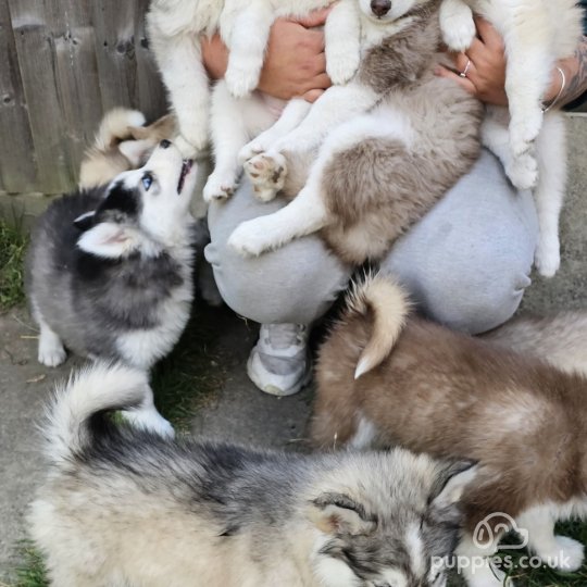 Siberian Husky - Both