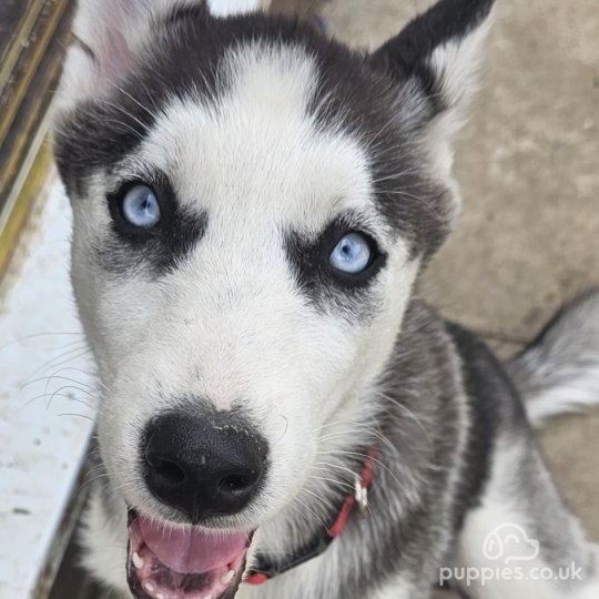 Siberian Husky - Both