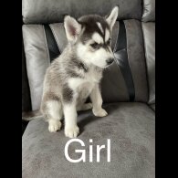 Siberian Husky - Bitches