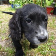 Sprocker Spaniel - Both