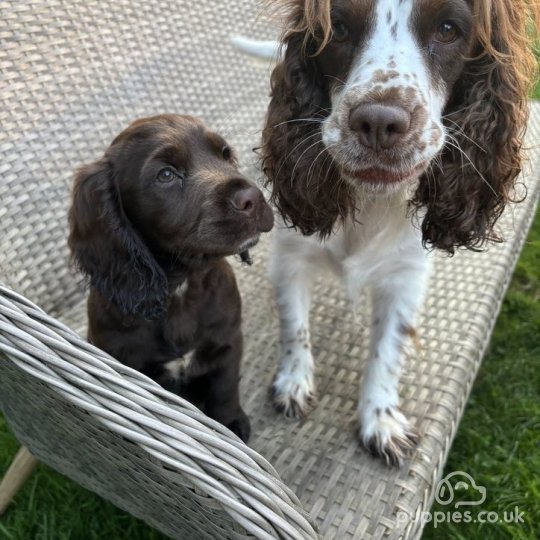 Sprocker Spaniel - Dogs