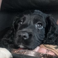 Sprocker Spaniel - Both