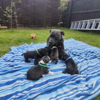 Staffordshire Bull Terrier - Both