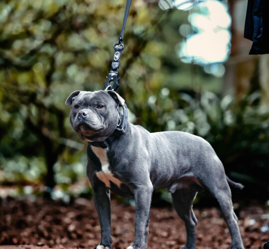 Staffordshire Bull Terrier