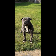 Staffordshire Bull Terrier - Both