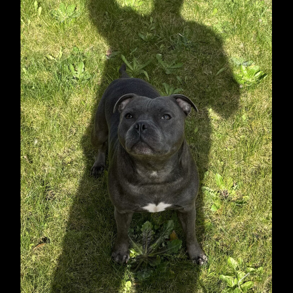 Staffordshire Bull Terrier - Both