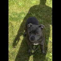 Staffordshire Bull Terrier - Both