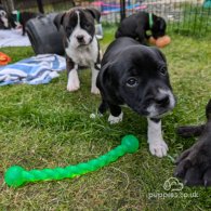 Staffordshire Bull Terrier - Both