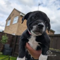 Staffordshire Bull Terrier - Both