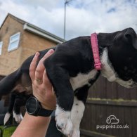 Staffordshire Bull Terrier - Both