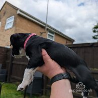 Staffordshire Bull Terrier - Both