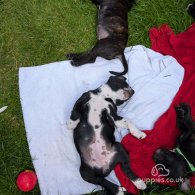 Staffordshire Bull Terrier - Both