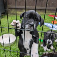 Staffordshire Bull Terrier - Both