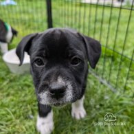 Staffordshire Bull Terrier - Both