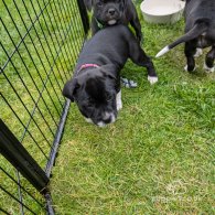 Staffordshire Bull Terrier - Both