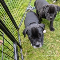 Staffordshire Bull Terrier - Both